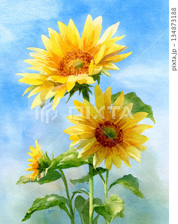 水彩調のひまわりの挿し絵　AI画像 134873188