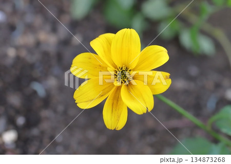 冬の庭に咲く黄色いビデンスの美しい花 134873268