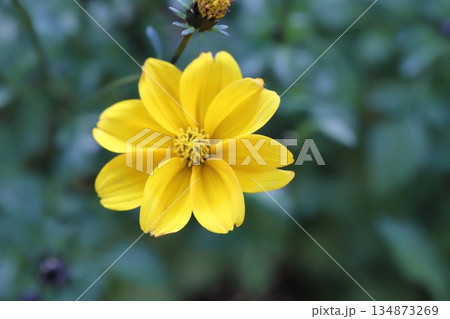 冬の庭に咲く黄色いビデンスの美しい花 冬の庭に咲く黄色いビデンスの美しい花 134873269