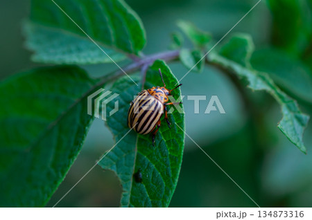Close-up of a colorado bug 134873316