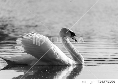 Swan swimming on a lake 134873359