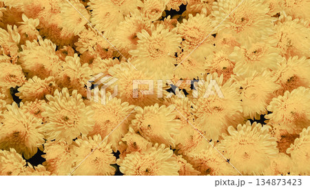 High angle view of bright yellow chrysanthemum flowers blooming in the garden. 134873423
