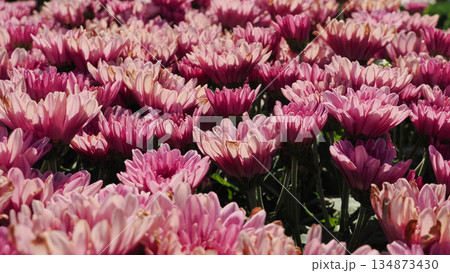 Rare lime green chrysanthemum flowers blooming in a lush garden field. Rare lime green chrysanthemum flowers blooming in a lush garden field. 134873430