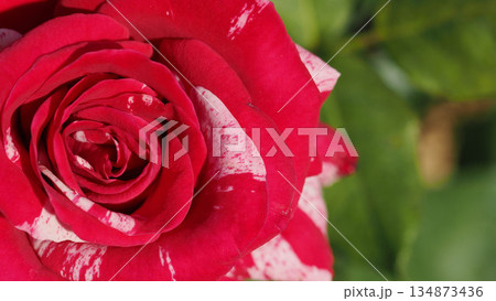 Close-up of a unique bicolored red and white striped rose blooming in a garden. Close-up of a unique bicolored red and white striped rose blooming in a garden. 134873436