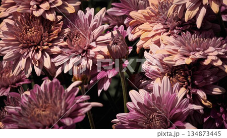 Dusty pink chrysanthemum flowers blooming in a garden with a central flower bud. 134873445