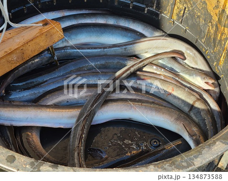 天然ウナギのかば焼き実演販売 134873588