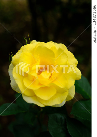 伊豆の踊子（薔薇）のアップ 134873666