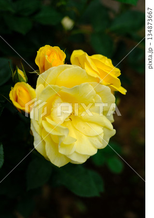 伊豆の踊子(薔薇) 伊豆の踊子(薔薇) 134873667