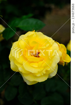 アップで見る伊豆の踊子(薔薇) アップで見る伊豆の踊子(薔薇) 134873668