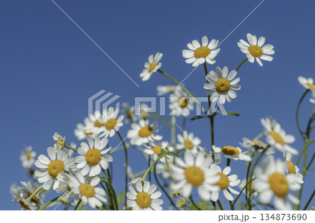 青空に揺れるマトリカリアの群生 爽やかな春夏背景 青空に揺れるマトリカリアの群生 爽やかな春夏背景 134873690