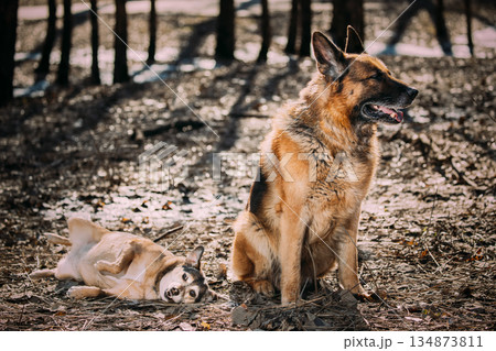 Alsatian Wolf Dog Or Black German Shepherd Dog Sit On Dry Grass In Autumn Forest. Deutscher Dog. Playful Pet Outdoors. Happy Pets Concept. Close-Up View 134873811