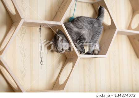 Playful young gray scottish fold cat interested with hanging beads while walking on wall mounted wooden shelf 134874072