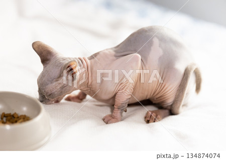 Portrait of sphinx cat with bowl of food Portrait of sphinx cat with bowl of food 134874074