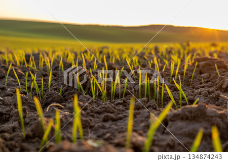 Green shoots are emerging from the dark soil as the sun sets over a rural field with rolling hills in the background 134874243