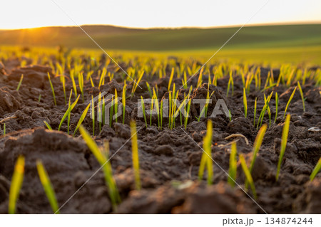 Green grass grows from dark soil as sunlight sets over a grassy field in the evening. The scene shows new life beginning 134874244