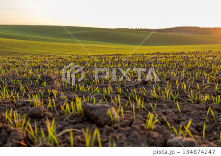 New rice plants emerge from the soil in a large field as the sun rises over rolling hills in the morning sky New rice plants emerge from the soil in a large field as the sun rises over rolling hills in the morning sky 134874247
