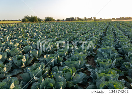 Rows of cabbage plants grow in a large field under clear skies as the sun rises in the morning, bringing light to the landscape 134874261