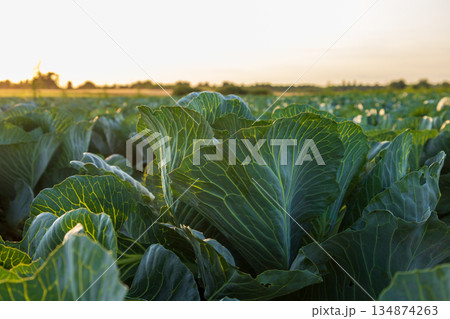 Cabbage plants stand tall in a field at sunset with warm light shining on the leaves and farmland visible in the distance Cabbage plants stand tall in a field at sunset with warm light shining on the leaves and farmland visible in the distance 134874263
