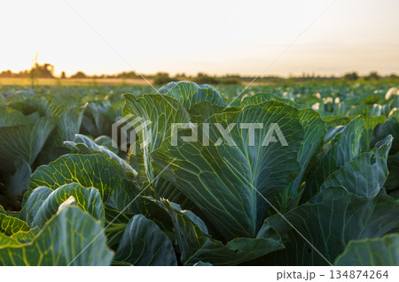 Cabbage plants grow in a field, showing vibrant green leaves under the setting sun in a rural area Cabbage plants grow in a field, showing vibrant green leaves under the setting sun in a rural area 134874264