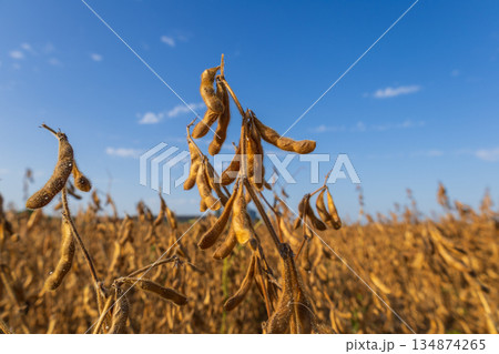 Mature soybean plants stand tall under a clear blue sky in a rural field during daytime, signaling readiness for harvest 134874265
