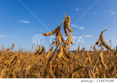 Soybeans grow tall in the field during afternoon light with blue sky and clouds in the background Soybeans grow tall in the field during afternoon light with blue sky and clouds in the background 134874266