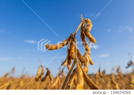 Soybean plants grow tall in a field with ripe pods ready for harvest on a clear and sunny day Soybean plants grow tall in a field with ripe pods ready for harvest on a clear and sunny day 134874268