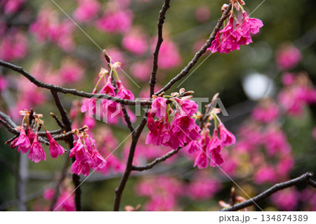 殿ヶ谷戸庭園 早春に咲く寒緋桜の濃いピンクの花と枝ぶり 殿ヶ谷戸庭園 早春に咲く寒緋桜の濃いピンクの花と枝ぶり 134874389