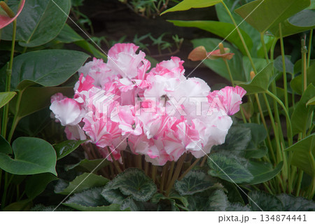 冬の花　シクラメン 134874441