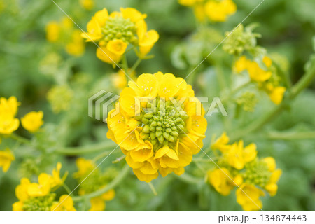 春の花　なばな 134874443