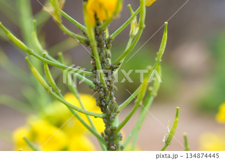 害虫 アブラムシ 害虫 アブラムシ 134874445