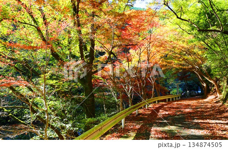 雄淵雌渕公園の紅葉 134874505