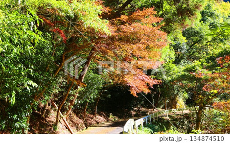 雄淵雌渕公園の紅葉 雄淵雌渕公園の紅葉 134874510