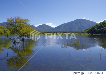 奥日光・夏の小田代ヶ原 134874661