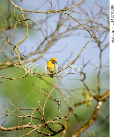 Baya Weaver bird perches on a network of bare branches against a soft, natural backdrop of greenery and sky Baya Weaver bird perches on a network of bare branches against a soft, natural backdrop of greenery and sky 134874899