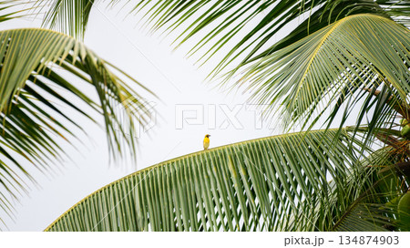 A baya weaver bird on a coconut palm leaf against the clear sky. A baya weaver bird on a coconut palm leaf against the clear sky. 134874903