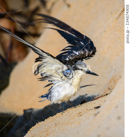 A wet Bridled tern seabird flaps its wings while standing on sandy coastal terrain in a natural shoreline habitat A wet Bridled tern seabird flaps its wings while standing on sandy coastal terrain in a natural shoreline habitat 134874908