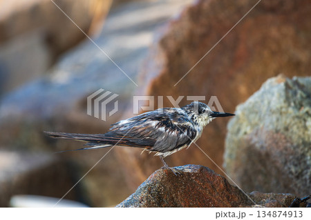 A wet seabird perches on coastal rocks. Bridled tern showcasing its soaked plumage in a natural shoreline habitat 134874913