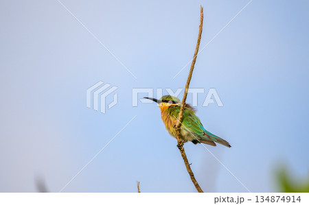 Blue-tailed bee-eater perches on a thin branch against a clear, open sky 134874914