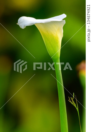 Isolated white calla lily flower close-up. 134874921