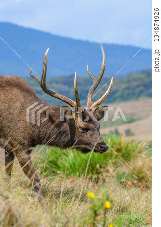 Sri Lankan sambar deer walks calmly on open highland grassland with mountains and a soft sky in the background 134874926