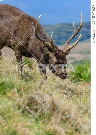 Sri Lankan sambar deer grazing on open highland grassland with distant mountains in the background Sri Lankan sambar deer grazing on open highland grassland with distant mountains in the background 134874927