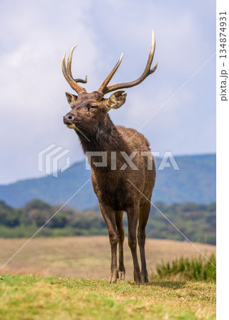 A sambar deer stands calmly on open highland grassland with mountains and a soft sky in the background 134874931