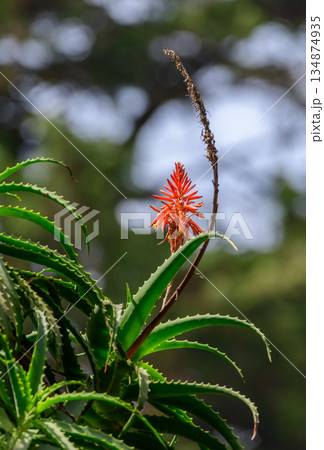Torch aloe flower rises above its spiky green leaves against a softly blurred forest backdrop in Horton Plains National Park 134874935