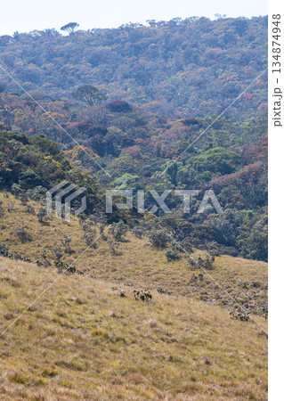A rolling grassland slope meets a dense, multicolored montane forest in a high-elevation wilderness, Horton Plains National Park landscape A rolling grassland slope meets a dense, multicolored montane forest in a high-elevation wilderness, Horton Plains National Park landscape 134874948