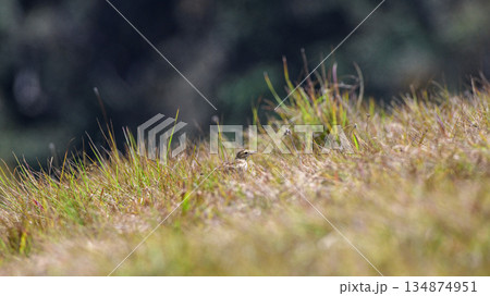 Richard's pipit bird stands alert among windswept highland grass in its natural montane habitat in Horton Plains National Park Richard's pipit bird stands alert among windswept highland grass in its natural montane habitat in Horton Plains National Park 134874951