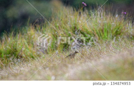 Richard's pipit bird stands alert among windswept highland grass in its natural montane habitat in Horton Plains National Park 134874953