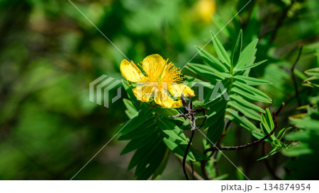A bright yellow wildflower blooms amid lush green montane foliage in Horton Plains National Park 134874954