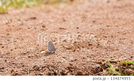 A small butterfly mud-puddling on sunlit gravel ground in a dry open habitat. Suck water and dissolved nutrients from moist ground A small butterfly mud-puddling on sunlit gravel ground in a dry open habitat. Suck water and dissolved nutrients from moist ground 134874955