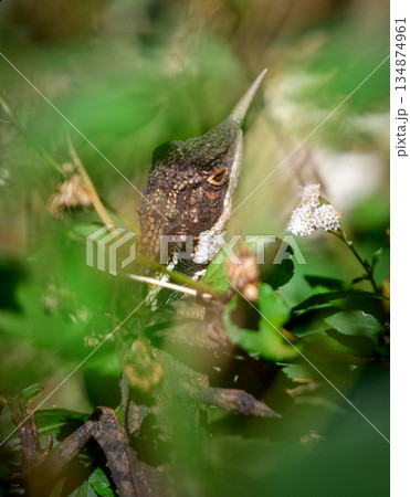 Rhino-horned Lizard peers through dense foliage in its natural highland habitat in Horton Plains National Park. Rhino-horned Lizard peers through dense foliage in its natural highland habitat in Horton Plains National Park. 134874961
