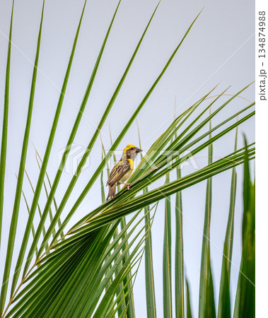 A baya weaver bird clings to a sleek coconut palm leaf, showcasing its vibrant plumage and natural behavior within a lush tropical habitat 134874988